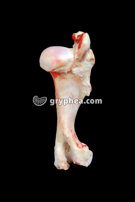 Humérus veau - gryphea.com